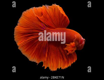 Betta Super Red Halfmoon HM Männlich oder Plakat Fighting Fish Splendens auf schwarzem Hintergrund. Stockfoto