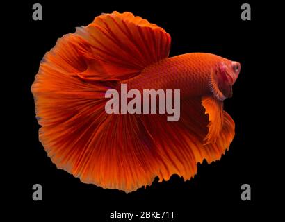 Betta Super Red Halfmoon HM Männlich oder Plakat Fighting Fish Splendens auf schwarzem Hintergrund. Stockfoto