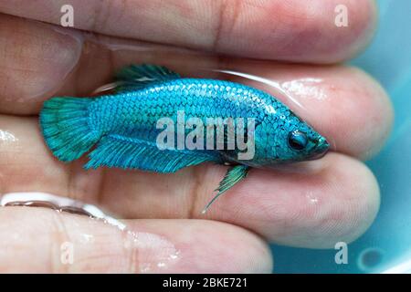 Betta Green Turquoise Halfmoon Plakat HMPK Female in Hand oder Plakat Fighting Fish splendens. Stockfoto