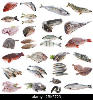 Zusammengesetztes Bild von Fischen vor weißem Hintergrund Stockfoto