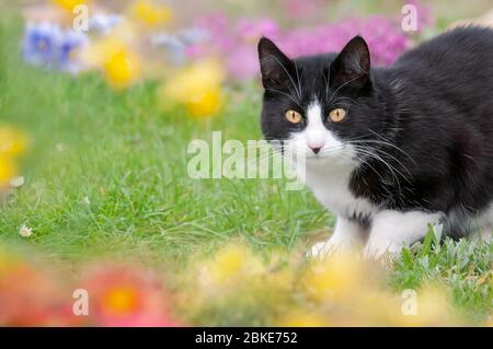 Niedliche Katze, Smoking Muster schwarz und weiß zweifarbig europäisch Kurzhaar, posiert in einer grünen Wiese mit bunten Blumen im Frühjahr Deutschland umgeben Stockfoto