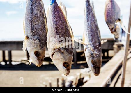 Trockene Fische hängen auf See mit dem Sonnenlicht. Stockfoto