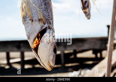 Trockene Fische hängen auf dem Meer in der Landschaft. Stockfoto