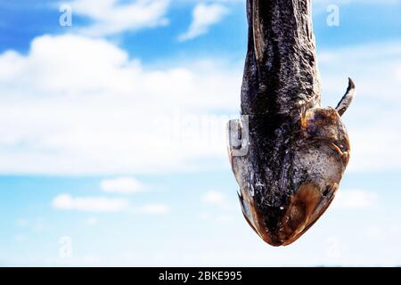 Trockene Fische hängen auf dem Meer mit dem Himmel. Stockfoto