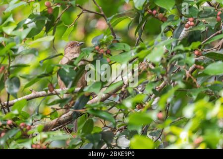 Rotaugen-Bulbul - Pycnonotus brunneus, schüchterner, versteckter Barschvogel aus südostasiatischen Wäldern und Wäldern, Mutiara Taman Negara, Malaysia. Stockfoto