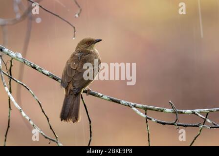 Rotaugen-Bulbul - Pycnonotus brunneus, schüchterner, versteckter Barschvogel aus südostasiatischen Wäldern und Wäldern, Mutiara Taman Negara, Malaysia. Stockfoto