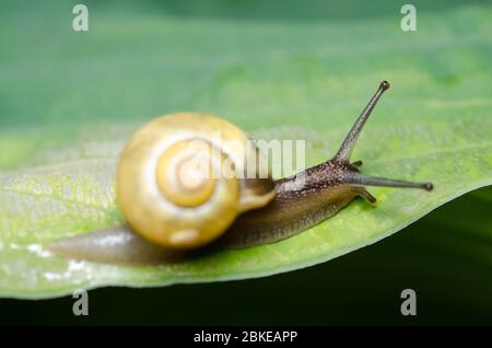 Cepaea hortensis, bekannt als Weißlippschnecke oder Garten gebänderte Schnecke, Makro Nahaufnahme auf grünen Blatt im Garten Stockfoto