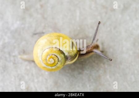 Cepaea hortensis, bekannt als Weißlippschnecke oder Garten gebänderte Schnecke, Makro Nahaufnahme Stockfoto