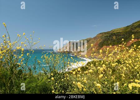 Big Sur, Monterey County, Kalifornien. Pazifik, Klippen und einheimische Pflanzen am Strand. Stockfoto