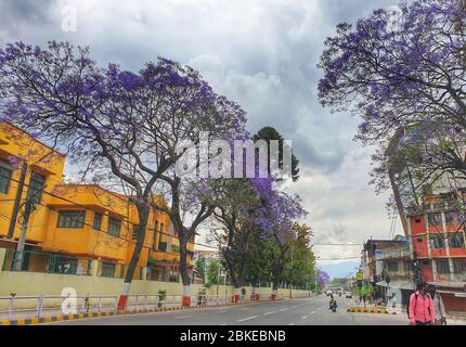 Kathmandu. Mai 2020. Foto aufgenommen am 3. Mai 2020 zeigt Jacaranda Blüten in Kathmandu, Nepal. Kredit: Sunil Sharma/Xinhua/Alamy Live News Stockfoto