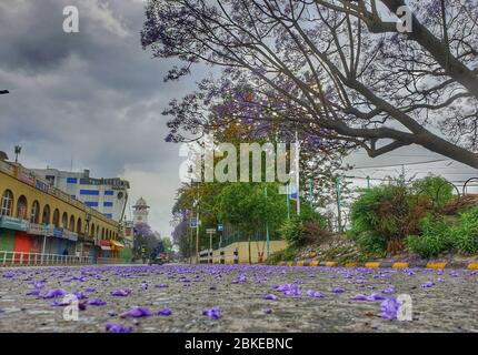 Kathmandu. Mai 2020. Foto aufgenommen am 3. Mai 2020 zeigt Jacaranda Blüten in Kathmandu, Nepal. Kredit: Sunil Sharma/Xinhua/Alamy Live News Stockfoto