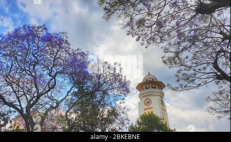 Kathmandu. Mai 2020. Foto aufgenommen am 3. Mai 2020 zeigt Jacaranda Blüten in Kathmandu, Nepal. Kredit: Sunil Sharma/Xinhua/Alamy Live News Stockfoto