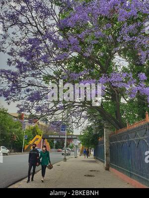 Kathmandu, Nepal. Mai 2020. Menschen gehen unter einem blühenden Jacaranda Baum in Kathmandu, Nepal, 3. Mai 2020. Kredit: Sunil Sharma/Xinhua/Alamy Live News Stockfoto