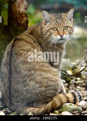 Europäische Wildkatze sitzt unter einem Baum, schaut zurück. Die schwarze Linie über dem Rücken des Körpers ist typisch und unterscheidet die Katze von einer Hauskatze. Stockfoto