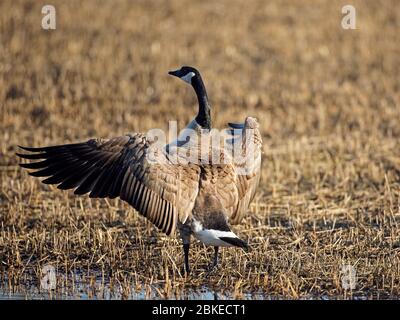 Canada Gans in Farm Feld flatternde Flügel, kurz vor dem Start. Stockfoto