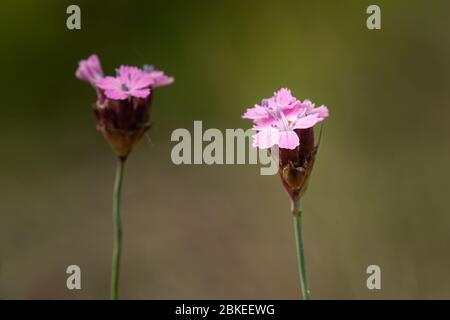 Nahaufnahme einer rosa Blume (Dianthus carthusianorum) im Frühling Stockfoto