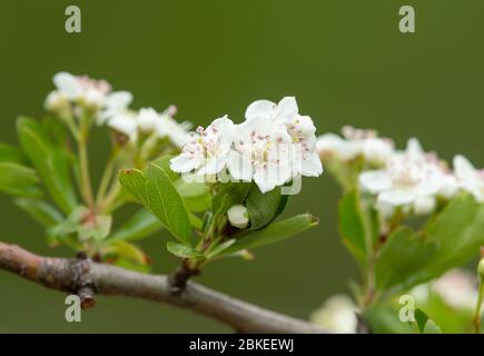 Nahaufnahme der Blüten eines Weißdorns (Crataegus monogyna) im Frühling Stockfoto