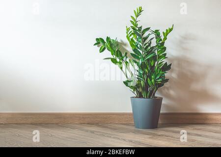 Home Pflanze Zamioculcas, auch als Sansibar Juwel in der Inneneinrichtung mit Kopie Raum bekannt Stockfoto