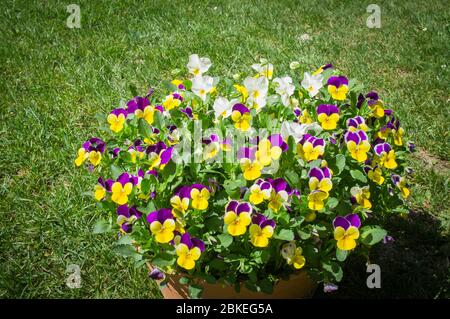 Viola cornuta, Hybrid, gehörnte Stiefmütterchen, violett, Blume, Blüte (CTK Photo/Libor Sojka) Stockfoto