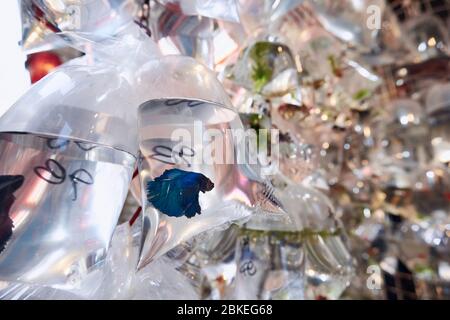 Aquarium Fisch in Plastiktüten in Goldfish Street Market in Hong Kong. Stockfoto