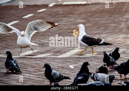 Amsterdam, Niederlande. Mai 2020. Nahaufnahme von Vögeln auf der Suche nach Nahrung auf der Straße.Vögel in Gefahr des Hungers über Coronavirus leeren Straßen. Quelle: SOPA Images Limited/Alamy Live News Stockfoto