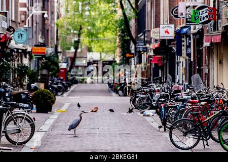 Amsterdam, Niederlande. Mai 2020. Ein Reiher sah auf der Suche nach Nahrung auf der Straße.Vögel in Gefahr des Hungers über Coronavirus leeren Straßen. Quelle: SOPA Images Limited/Alamy Live News Stockfoto