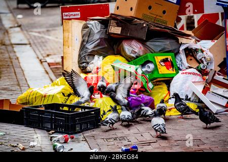 Amsterdam, Niederlande. Mai 2020. Tauben suchen in Plastiktüten auf der Straße nach Nahrung.Vögel, die in der Gefahr des Hungers über den leeren Straßen des Coronavirus sind. Quelle: SOPA Images Limited/Alamy Live News Stockfoto