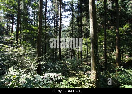 Wald am Morgen. Changsung, Südkorea Stockfoto