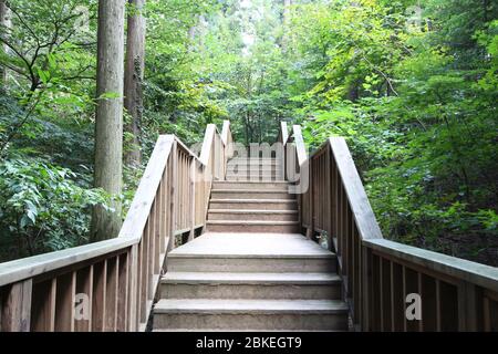 Hölzerne Weg im Wald Stockfoto