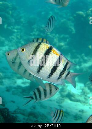 Scissortail sergeant Fisch. (Abudefduf sexfasciatus) Stockfoto