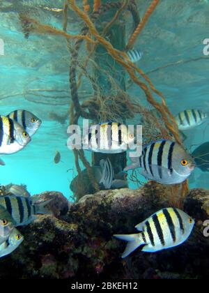 Scissortail sergeant Fisch. (Abudefduf sexfasciatus) Stockfoto