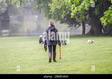 UK Wetter, Northampton, 4. Mai 2020. Am frühen Morgen spazieren Sie im Nebel für eine Dame und ihre Border Collies im Abington Park, was sehr ruhig ist, weil das Coronavirus. Kredit: Keith J Smith/Alamy Live News Stockfoto