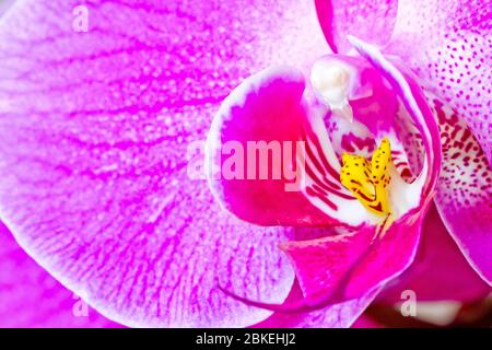 Rosa Orchidee falenopsis Nahaufnahme Stockfoto