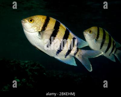 Scissortail sergeant Fisch. (Abudefduf sexfasciatus) Stockfoto