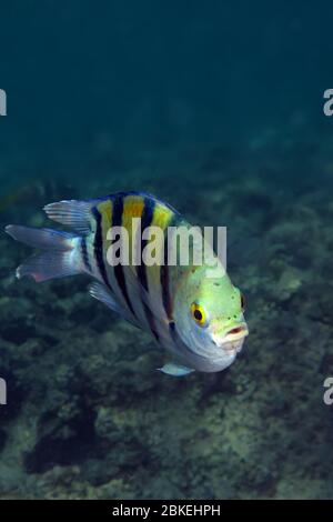 Scissortail sergeant Fisch. (Abudefduf sexfasciatus) Stockfoto