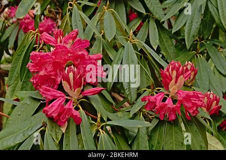 Magnolien blüht, im Garten von grünen Blättern umgeben, im Frühjahr selektiv fokussiert Stockfoto