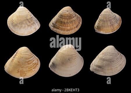 Muschel fand ich am Strand von newquay cornwall. Eine Sammlung von isolierten Muscheln (insgesamt 6). Stockfoto