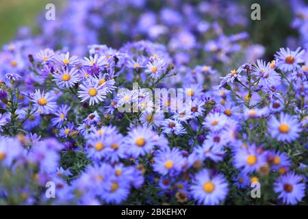 Kleine lila Astern Wildblumen Hintergrund, tief im Feld Stockfoto