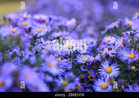 Kleine lila Astern Wildblumen Hintergrund, tief im Feld Stockfoto