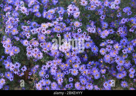 Kleine lila Astern Wildblumen Hintergrund, Draufsicht Stockfoto