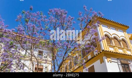 Jacaranda Baum in lila Blüte in Cordoba, Spanien Stockfoto