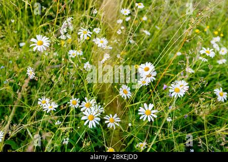 Wilde Kamille Blumen auf einer Wiese an einem sonnigen Tag. geringe Schärfentiefe Stockfoto