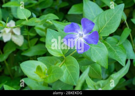 Bigleaf periwinkle (Vinca Major), Isehara City, Präfektur Kanagawa, Japan Stockfoto