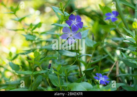 Bigleaf periwinkle (Vinca Major), Isehara City, Präfektur Kanagawa, Japan Stockfoto