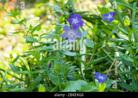 Bigleaf periwinkle (Vinca Major), Isehara City, Präfektur Kanagawa, Japan Stockfoto