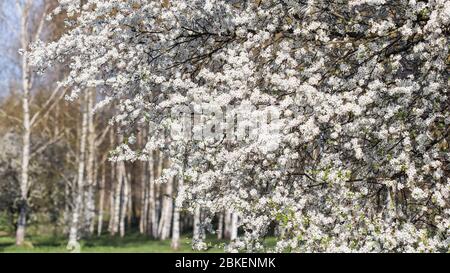 Kirschblüte auf einem Hintergrund von Birkenwald im Frühjahr. Schöne weiße Blumen Stockfoto