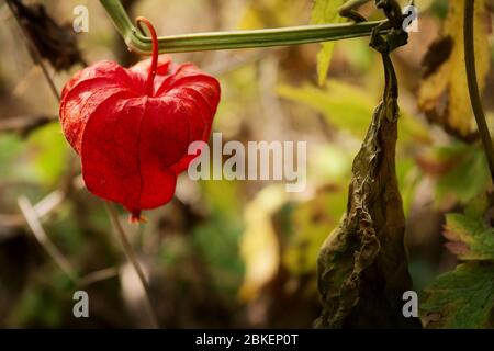 Blasenkirsche oder chinesische Laterne mit der roten Schale. Physalis alkekengi Pflanze. Stockfoto