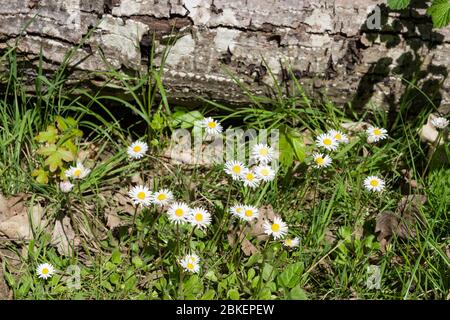 Fleck von Gänseblümchen, Bellis perennis, in einer Waldlichtung mit einem gefallenen Baum im Hintergrund, Großbritannien Stockfoto