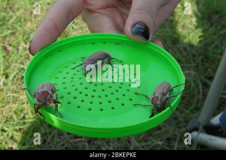 Nahaufnahme von Mädchen Hand Umgang mit drei Cockchafer, Melolontha Mai, Käfer, Käfer, Insekt. Stockfoto