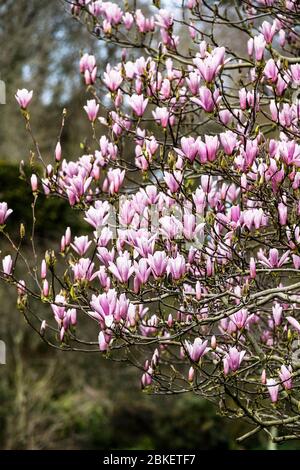 Ein Magnolia Baum Magnolia x soulangeana in voller Blüte in Trenance Gardens in Newquay in Cornwall. Stockfoto